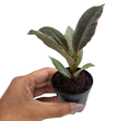 2" Custom Asst: Ficus Ruby